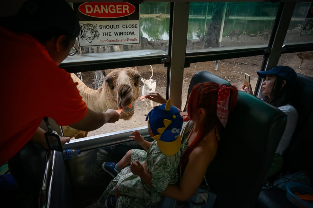 泰國北碧府野生動物園完整攻略|花豹長頸鹿與裝飾景觀玩法解析 13 泰國北碧北碧府野生動物園|車廂內、駱駝、鹿、危險警告標語、遊客餵食、孩童、座椅。
