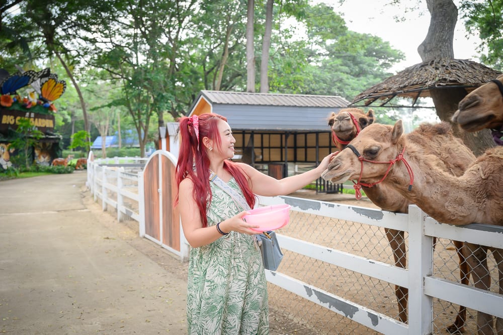 泰國北碧府野生動物園完整攻略|花豹長頸鹿與裝飾景觀玩法解析 9 泰國北碧北碧府野生動物園|紅髮女子、綠洋裝、粉紅盆子、駱駝、白色柵欄、戶外動物園、樹木、木造房舍,女子站在圍欄旁伸手撫摸探出頭