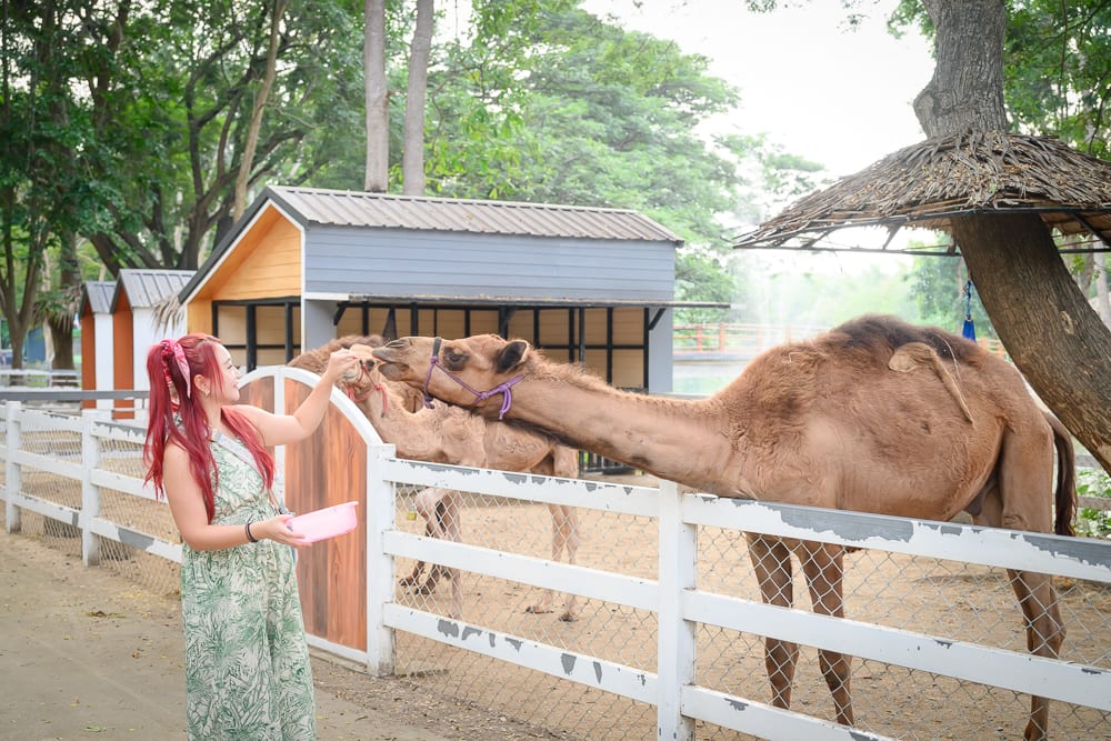 泰國北碧府野生動物園完整攻略|花豹長頸鹿與裝飾景觀玩法解析 7 泰國北碧北碧府野生動物園|紅髮女子、長裙、飼料盆、駱駝、白色木柵欄、木屋、綠樹、戶外動物園。女子站在圍欄外手持食物餵食伸長脖子