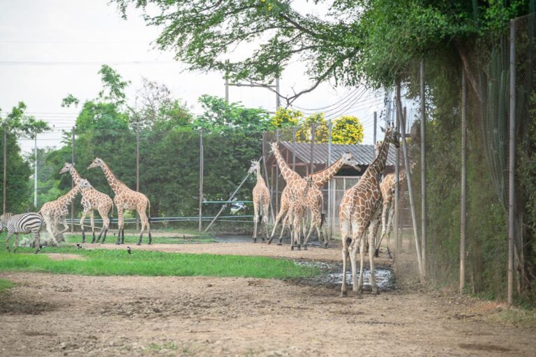 泰國北碧府野生動物園完整攻略|花豹長頸鹿與裝飾景觀玩法解析 1 泰國北碧北碧府野生動物園|長頸鹿、斑馬、動物園、圍欄、樹木、草地、泥土地、鐵絲網。多隻長頸鹿散落於泥土與草地交錯的戶外展場,一