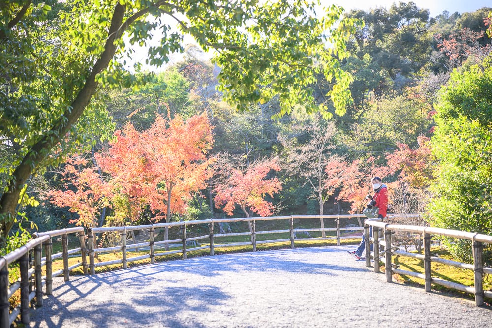 日本京都金閣寺完整指南|池畔倒影與庭園步道 11 日本京都金閣寺|曲折步道,竹木欄杆,橘紅楓樹,綠葉枝條,穿紅外套行人,白色石子地,山林景致。
