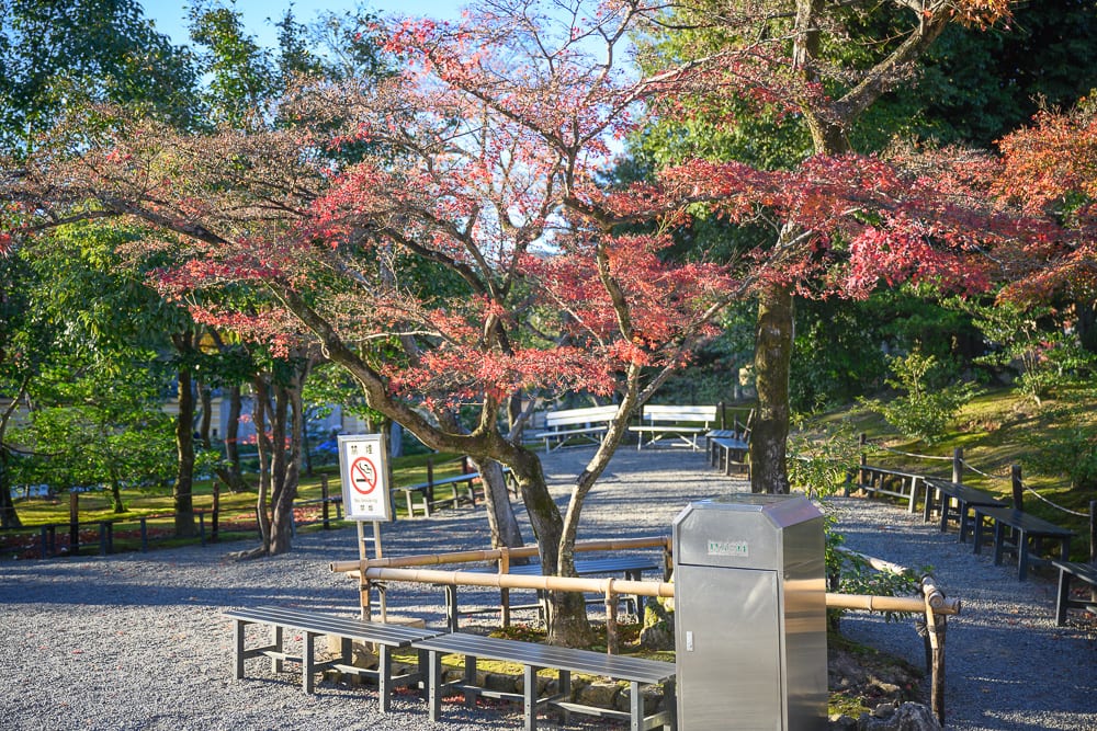 日本京都金閣寺完整指南|池畔倒影與庭園步道 5 日本京都金閣寺|楓樹、庭園、長凳、垃圾桶、碎石步道,戶外空間鋪滿碎石,中央有一株枝葉轉紅的楓樹,周圍設有多張木椅與金屬長凳,前方立有禁菸標示牌與金屬垃圾桶。