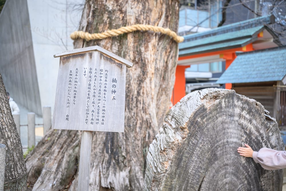 日本神戶-生田神社｜神社、巨樹、木牌、年輪切片、鳥居、手。古樹主幹繫著粗繩，前方立著日文解說木牌，右側為巨大的橫切木輪，一人伸手觸摸，背景可見紅色鳥居與現代建築。