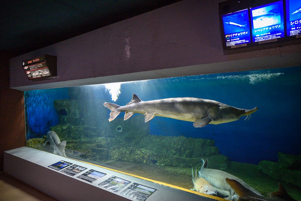 日本小樽-小樽水族館｜室內、水族館、大魚缸、鱘魚、說明牌、藍色燈光。大型水族箱內有多尾鱘魚游動，下方展示台排列著圖文說明牌，上方掛有藍色發光螢幕。
