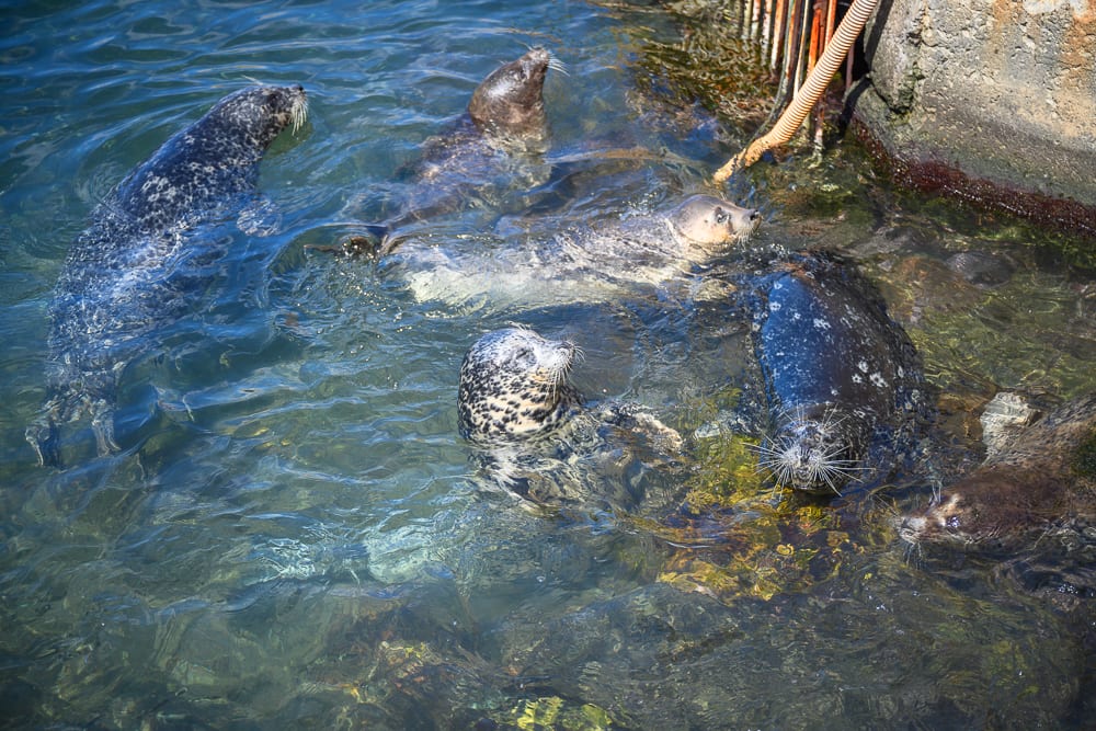 日本小樽-小樽水族館｜海豹、海水、水泥岸邊、水管，數隻斑點海豹聚集在清澈的海水中浮沉游動，部分身體沒入水面，部分露出頭部與背部，水波晃動折射出光影。