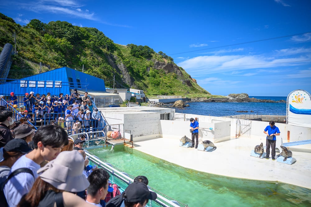 日本小樽-小樽水族館｜海邊、水族館、看臺、海豹、訓練師、綠色山丘、蔚藍海洋，戶外表演場地聚集眾多遊客觀看海豹餵食秀，藍天白雲映襯著後方山景與海面。