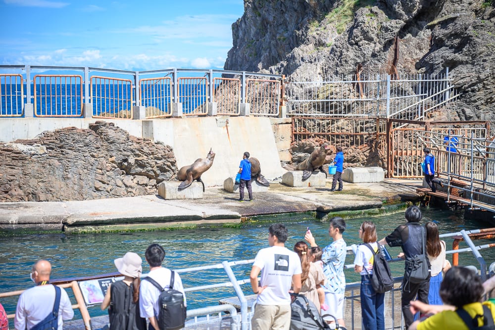 日本小樽-小樽水族館｜海邊、動物園、海獅、訓練師、遊客、岩壁、護欄、水池。戶外水池邊有數隻海獅與藍衣訓練師，背對鏡頭的遊客站在觀看區欄杆旁觀賞，背景為陡峭岩壁與海洋。