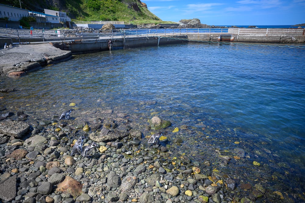 日本小樽-小樽水族館｜企鵝、海邊、石礫灘、水池、防波堤、山丘、建築。清澈水面透出水底卵石，數隻企鵝分散在岸邊與淺灘，遠方有圍欄阻隔的海水泳池與低矮房舍。