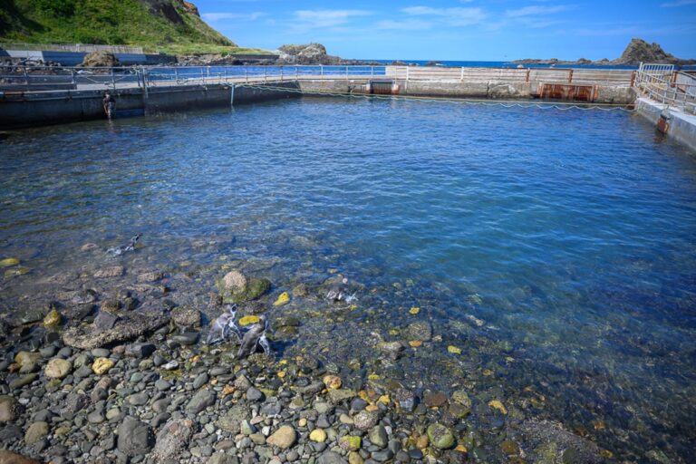 日本小樽-小樽水族館｜企鵝、海邊、水池、岩石、護欄、藍天。露天水池緊鄰大海，四周設有水泥護欄，池水清澈見底。岸邊與淺水區佈滿大小卵石，幾隻企鵝在水邊與淺灘活動，遠方可見綠色山丘。