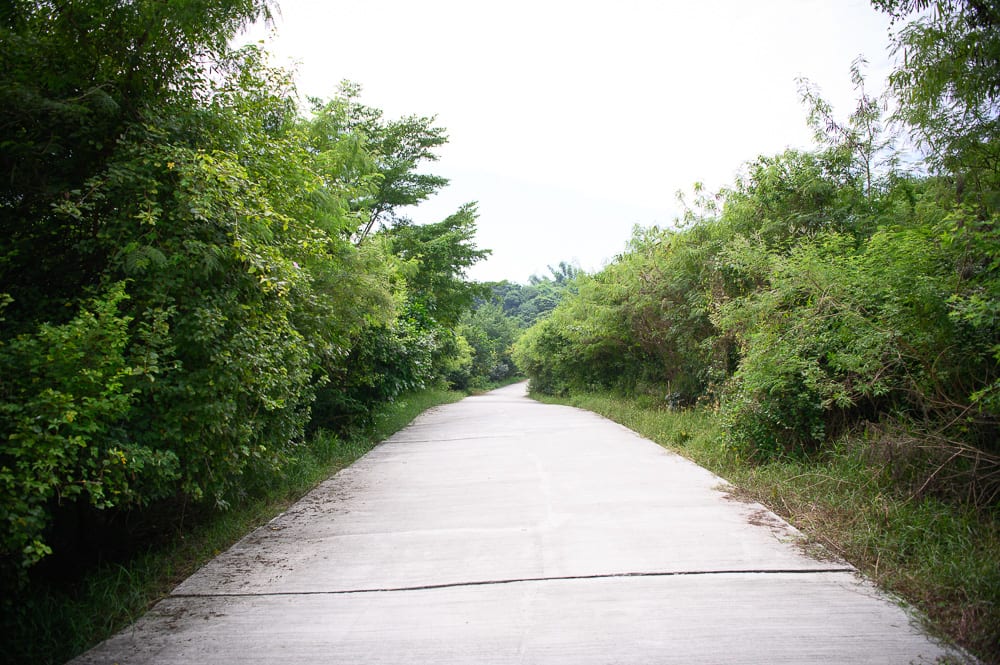 高雄漯底山步道｜水泥路、樹木、草地、樹叢、天空，寬闊的水泥道路向前延伸，兩旁長滿茂密的綠樹與草叢，枝葉向路面傾斜，天空呈現白色的明亮背景。