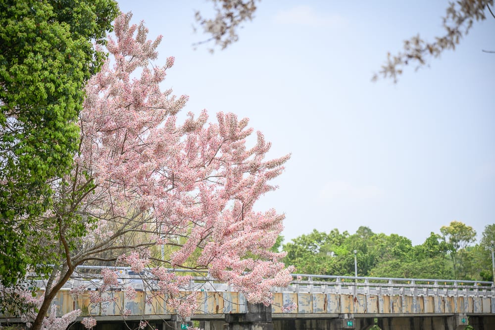 嘉義竹崎公園花旗木｜粉紅色花朵、綠樹、橋樑、藍天，茂密的花樹枝條向外延伸，枝頭佈滿繁盛花序，遠處可見混凝土橋墩結構與綠意植被，畫面呈現戶外自然景觀。