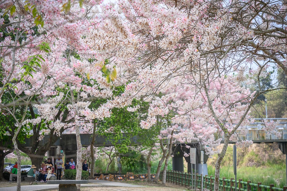 嘉義竹崎公園花旗木｜花旗木，樹林，橋樑，人群，公園，步道，綠地，粉白色花朵盛開，枝幹交錯。