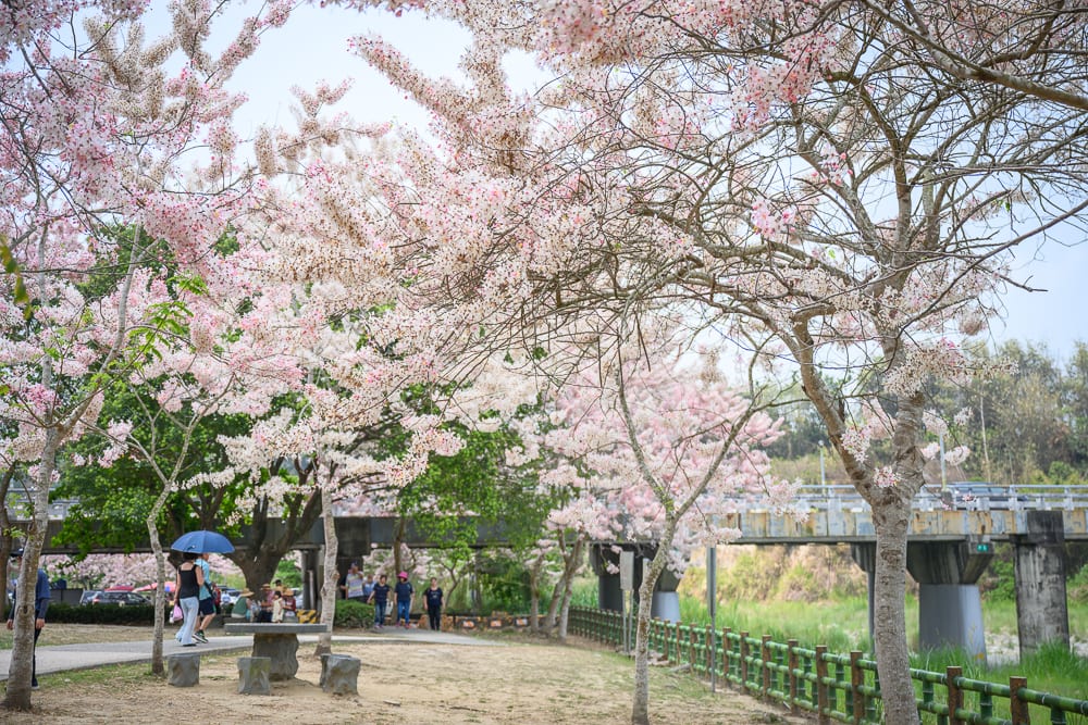 嘉義竹崎公園花旗木｜樹林、花旗木、花朵、步道、石桌椅、橋梁、行人、草地、護欄、河岸，粉白色花朵盛開覆蓋枝頭，人們在樹下步道散步，遠方有水泥橋與綠樹。