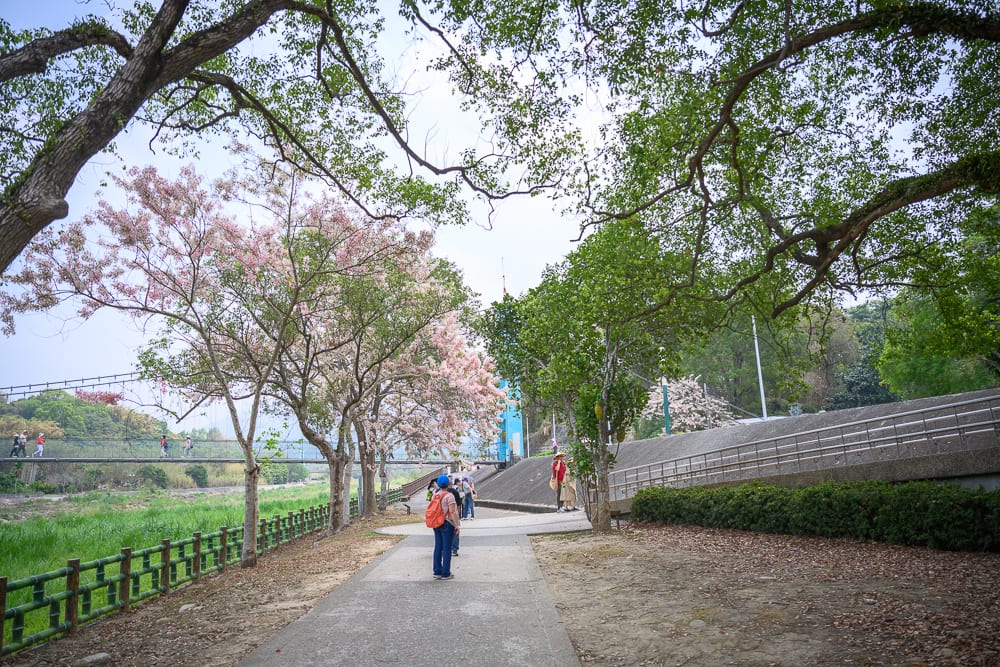 嘉義竹崎公園花旗木｜步道、樹木、粉紅花朵、吊橋、護欄、河岸，多名行人漫步於綠意盎然的戶外公園與水泥護坡旁，枝葉覆蓋上方天空。