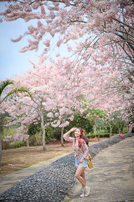 嘉義竹崎公園花旗木｜女子、碎石步道、花旗木、樹林、斜坡，長髮女子站在石子路旁，單手遮額微笑。頭頂上方與背景佈滿茂密粉白色花朵，枝幹延伸至灰藍天幕，地面交錯著樹影與石塊紋理。