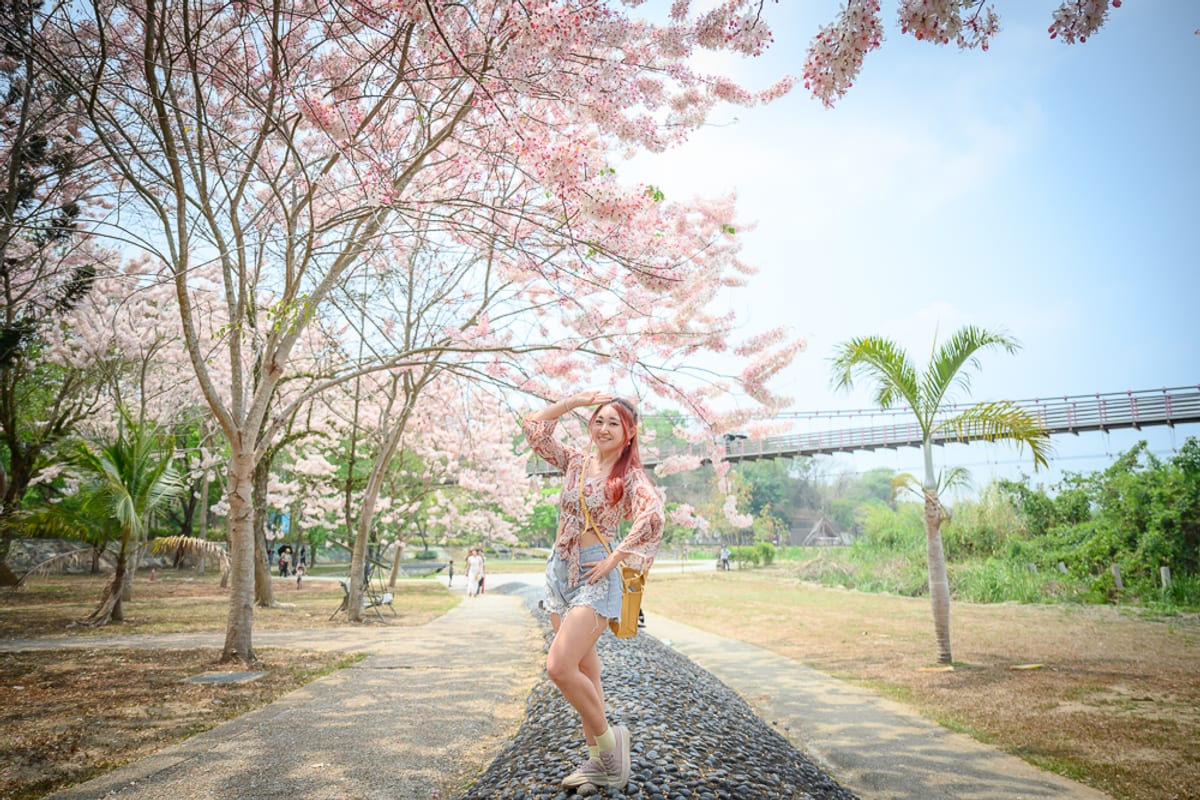 嘉義竹崎公園花旗木｜粉紅花旗木盛開，女子，步道，草地，椰子樹，吊橋，藍天。女子側身站在鋪滿卵石的步道邊，抬手遮陽，身後有茂密粉白花朵與綠樹交錯，遠方可見橫跨空中的鐵橋。