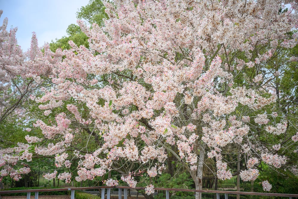 嘉義竹崎公園花旗木｜茂密花樹，粉白花朵，細碎花瓣，枝條交錯，綠葉襯底，戶外園區，低矮欄杆，灰白天空。