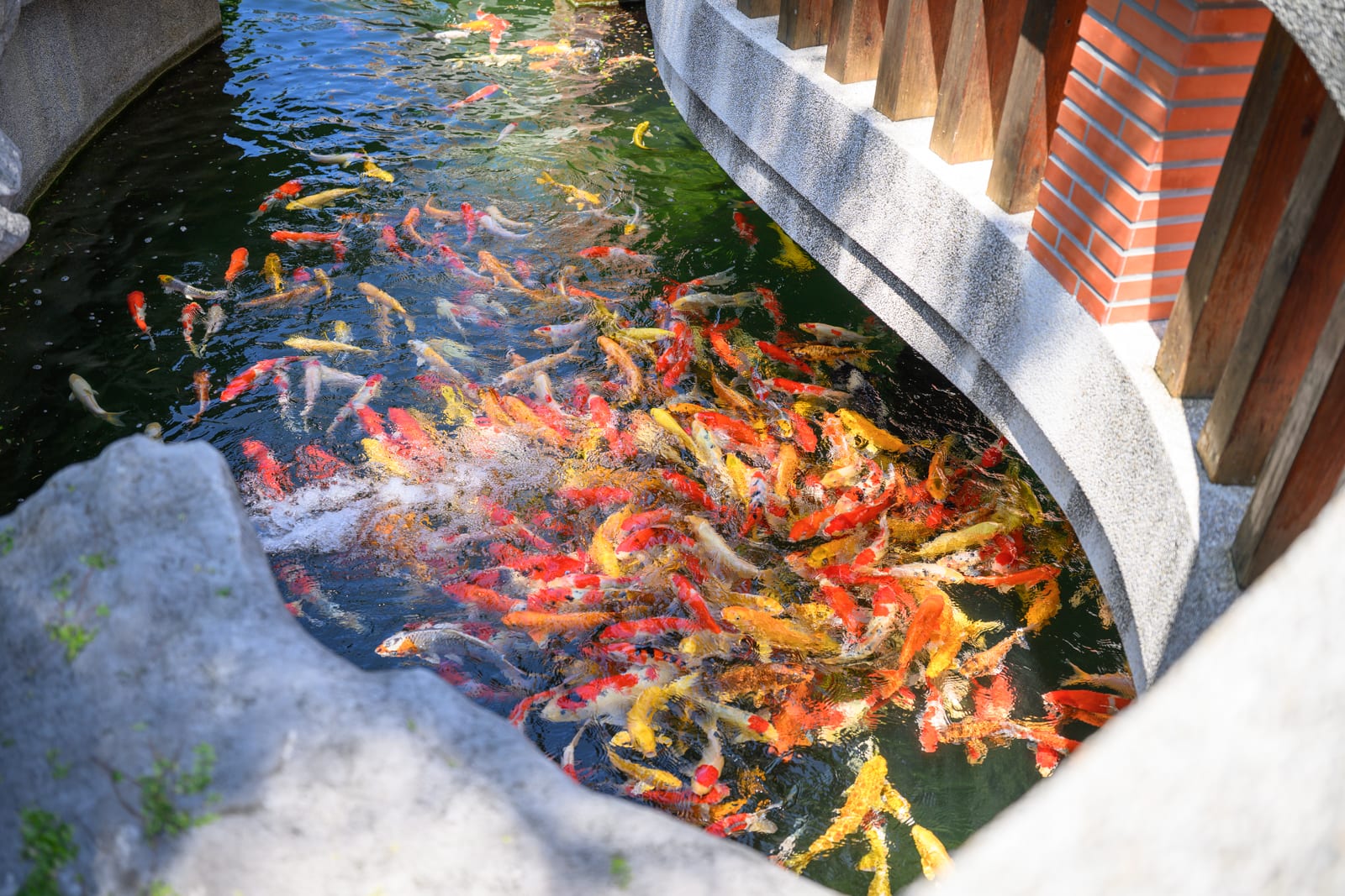 雲林斗六景點|寧濟御庭如意橋、白玉媽祖與園林信仰故事 8 雲林寧濟御庭橋旁水池魚群